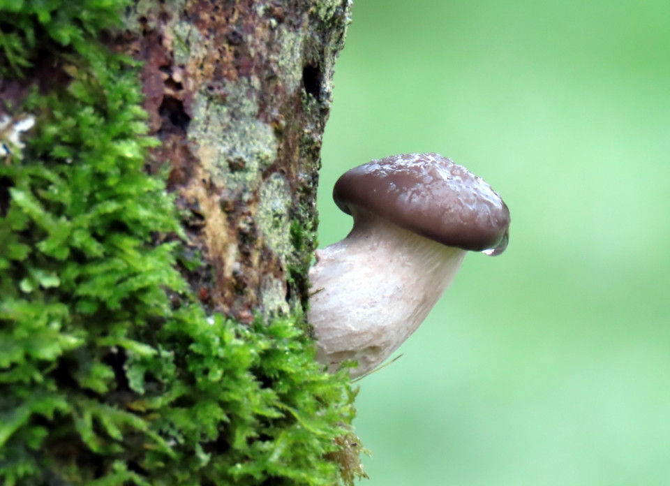 Themawandeling Paddenstoelen