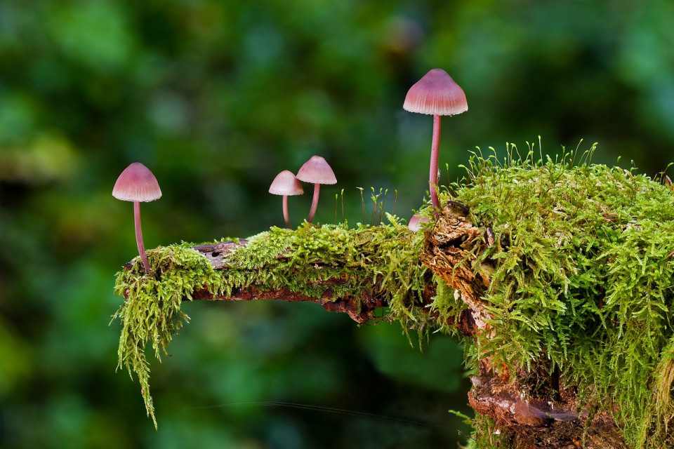 Themawandeling Paddenstoelen