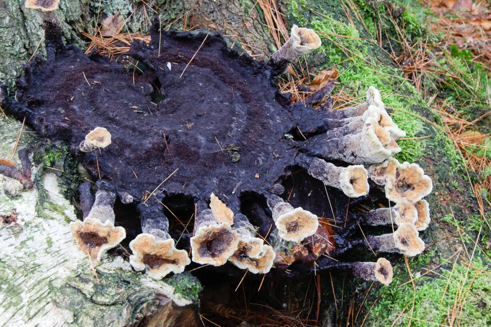 Themawandeling Paddenstoelen