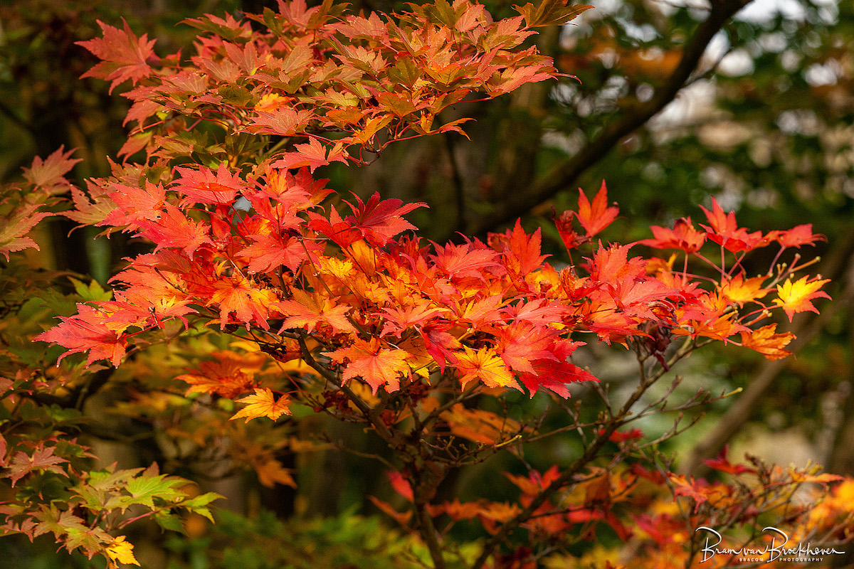 Themawandeling Herfstkleuren 31 oktober 2026